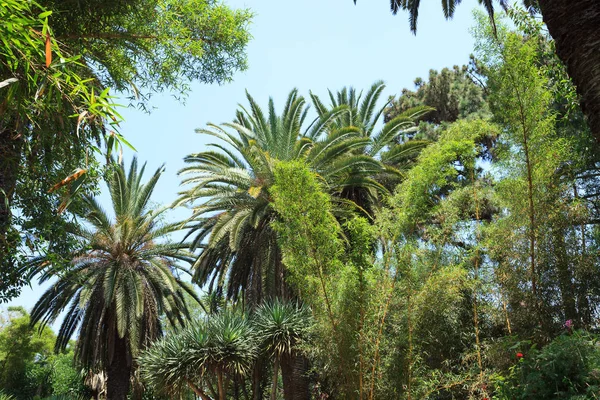 Gartenjardins Exotiken im Verkauf — Stockfoto