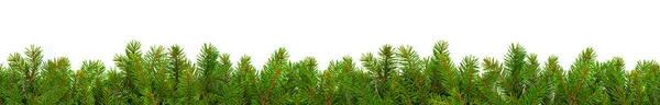 Everygreen branches on white — Stock Photo, Image