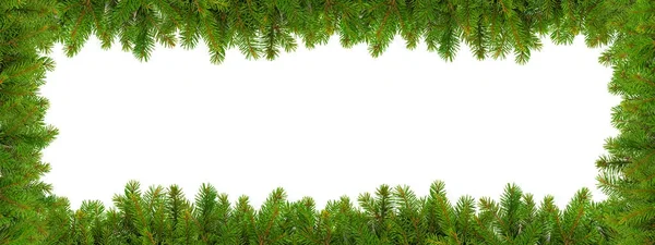 Everygreen větví na bílém — Stock fotografie