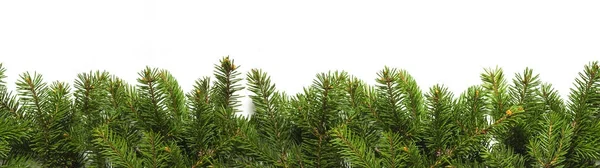 Evergreen branches on white — Stock Photo, Image
