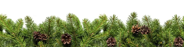 Evergreen branches on white — Stock Photo, Image