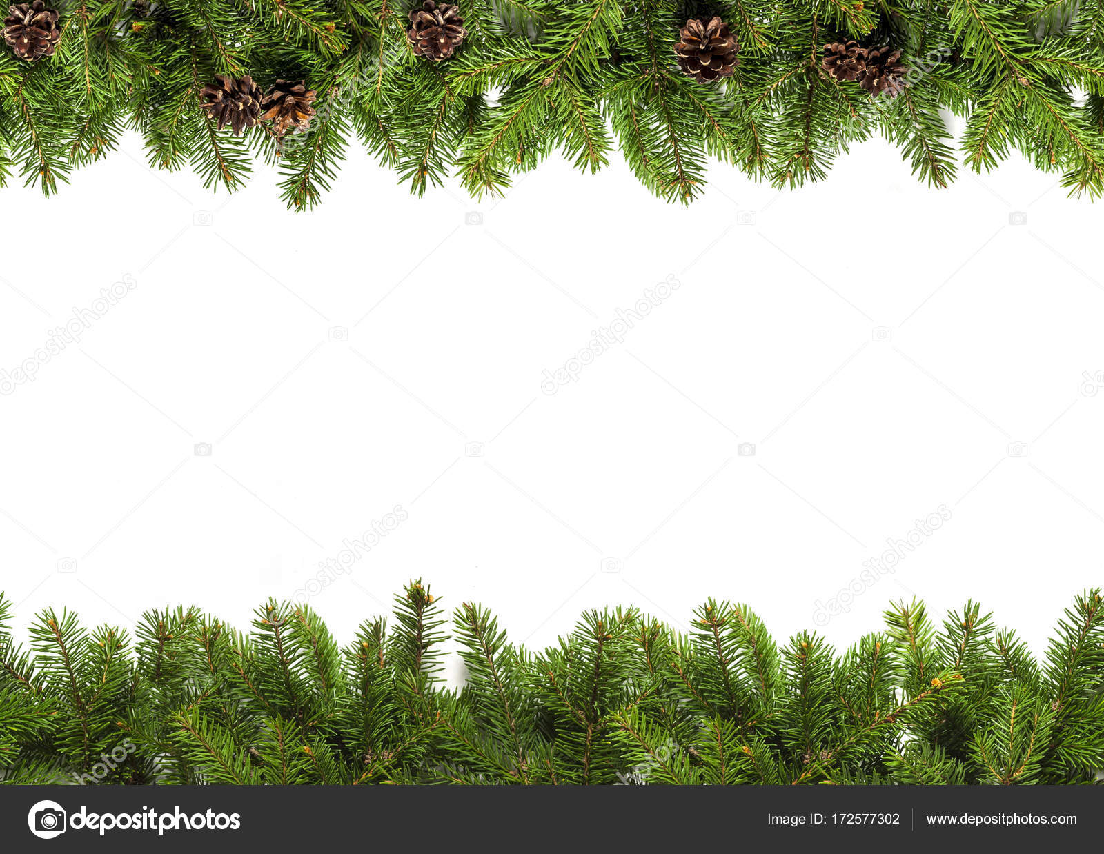 Christmas tree evergreen branches on a white background Stock