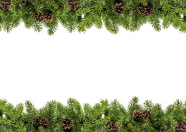 Beyaz yaprak dökmeyen dallarda