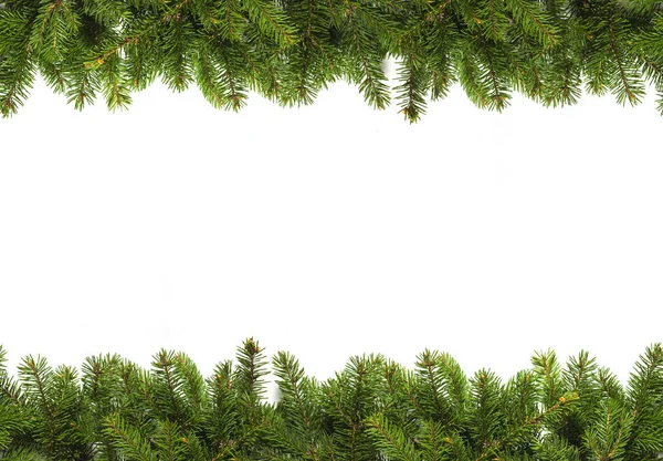 Evergreen grenar på vit — Stockfoto