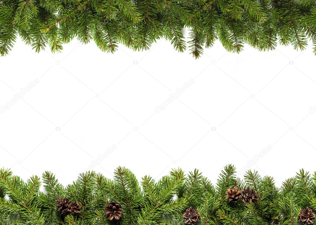 Evergreen branches on white