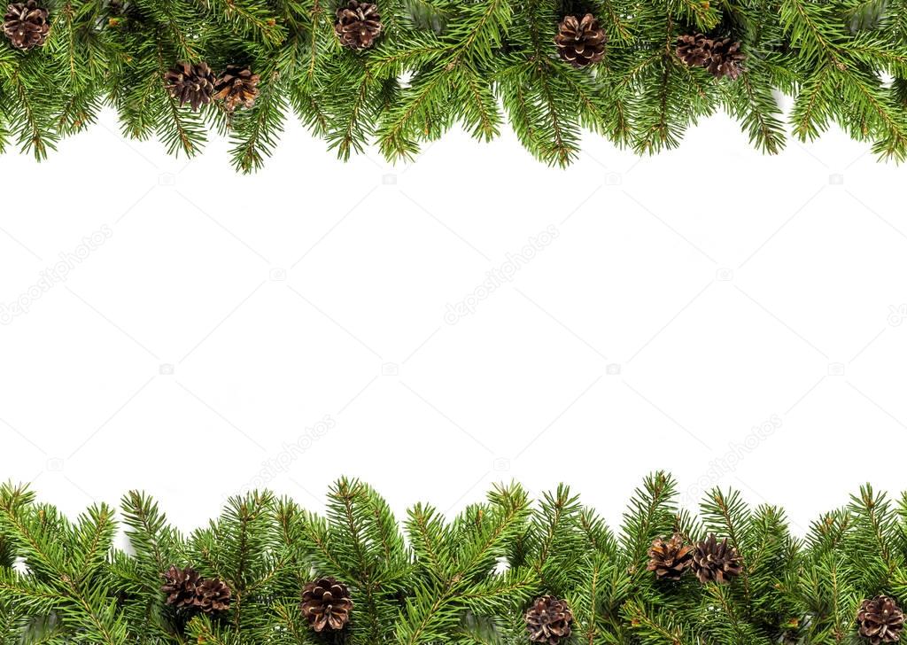 Evergreen branches on white