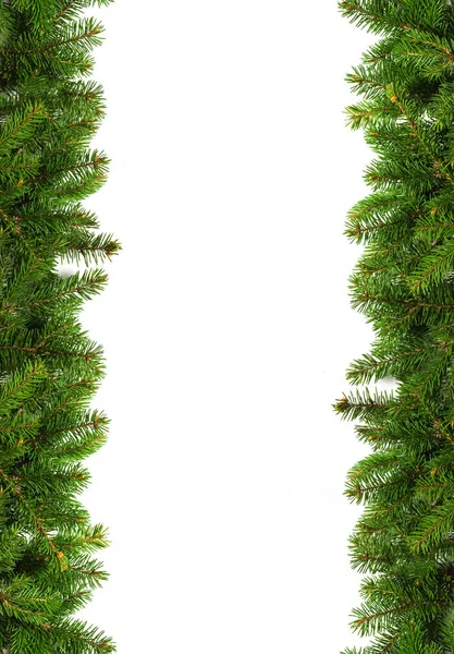 Evergreen grenar på vit — Stockfoto