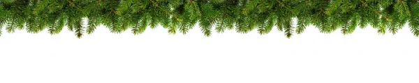 Evergreen branches on white — Stock Photo, Image