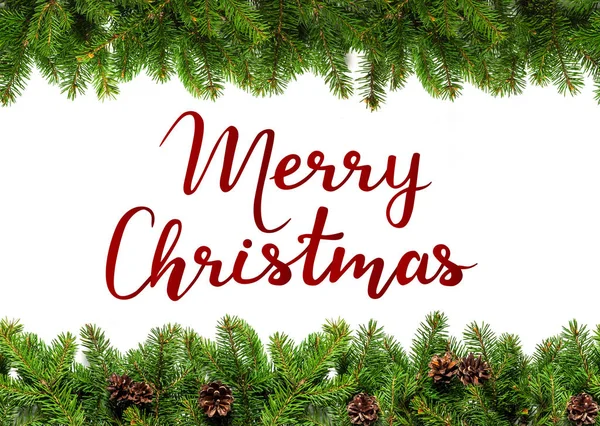 Beyaz yaprak dökmeyen dallarda