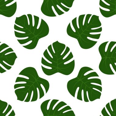 Yeşil monstera yaprakların sorunsuz