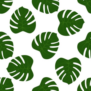 Yeşil monstera yaprakların sorunsuz