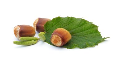 Beyaz bir arka plan üzerinde izole fındık