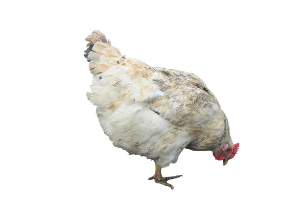 Vit kyckling höna isolerade över vita — Stockfoto