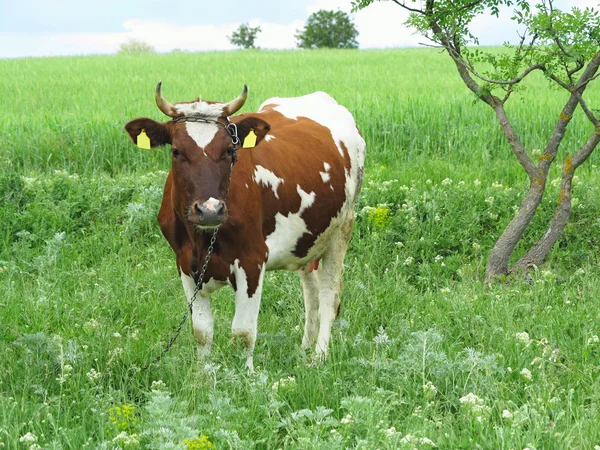 Bruine en witte koe in zomer groen grasland weide — Stockfoto