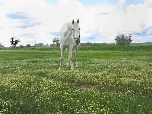 Caballo blanco en un prado verde en el día de verano — Foto de Stock