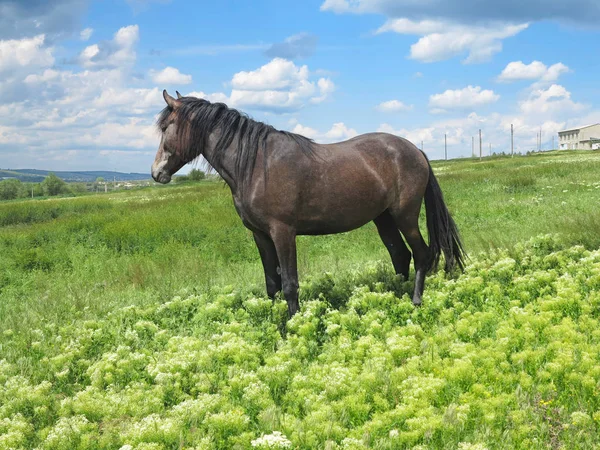 Svart häst på en grön äng i vår i Europa — Stockfoto