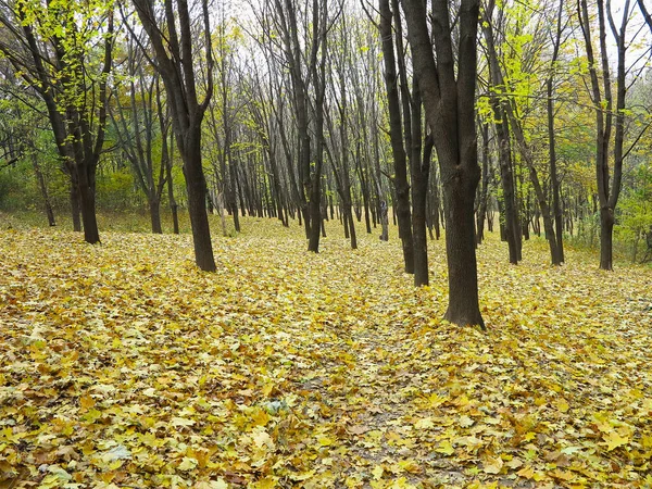 Pathway through yellow autumn maple forest — Stock Photo, Image