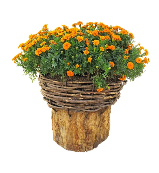 Bright flowers in wicked basket on cut log isolated over white — Stock Photo, Image