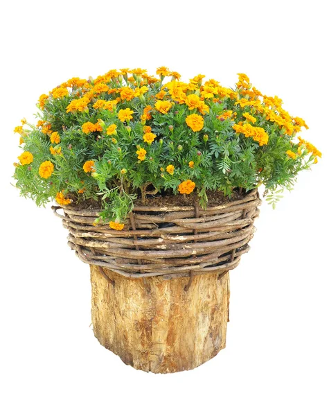 Bright flowers in wicked basket on cut log isolated over white — Stock Photo, Image