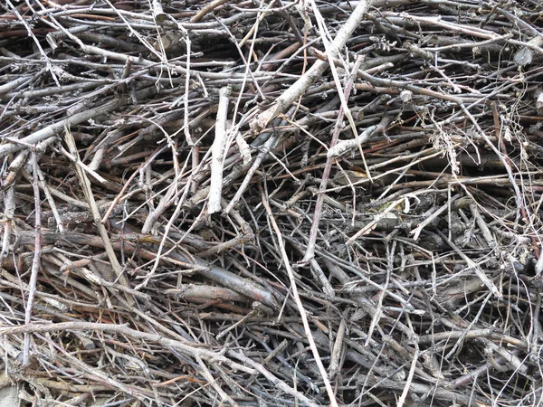 Abstract background of dry stack thin firewood — Stock Photo, Image