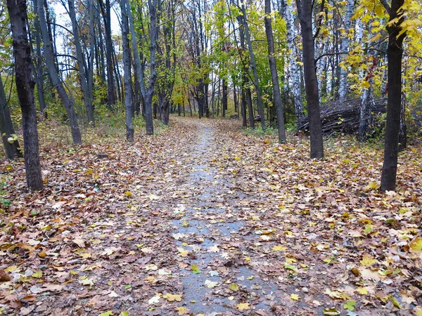 Old ruined road going through the forest — Stock Photo, Image