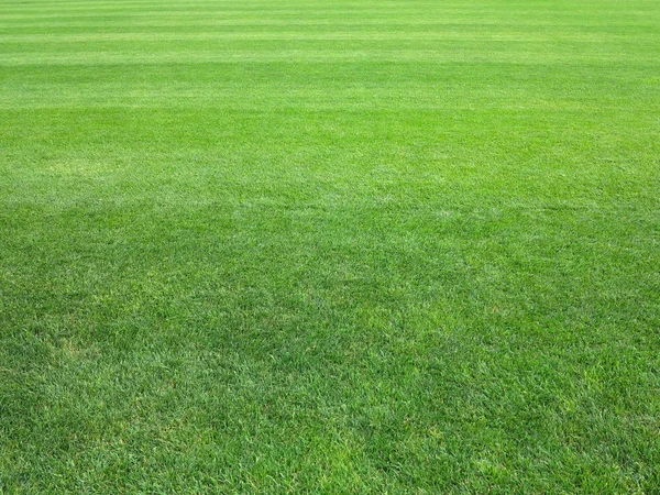 Perfect lawn green grass background — Stock Photo, Image