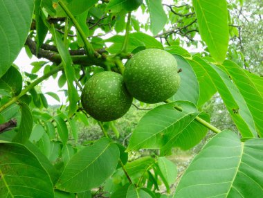 Ağaçta iki yeşil ceviz