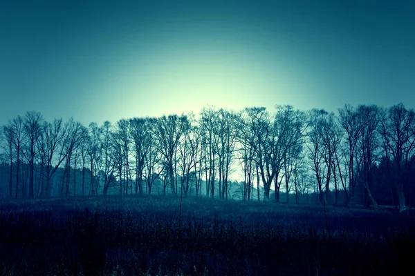 Dunkle tote Winterbäume und Himmel. — Stockfoto
