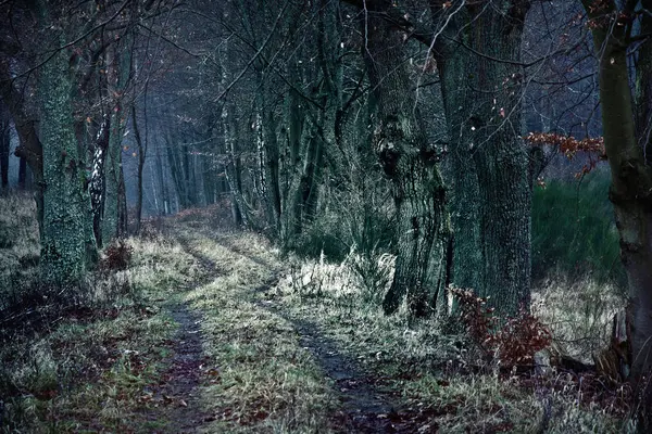 죽은 나무 사이의 어두운 겨울 경로. 스톡 사진