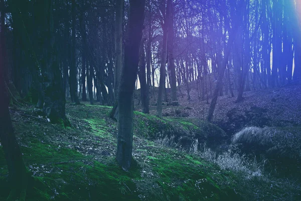 마법의 어둡고 신비로운 숲. 스톡 이미지
