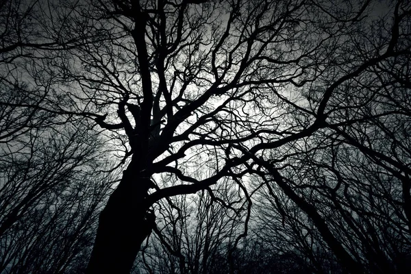 숲에서 죽은 어두운 겨울 나무. 로열티 프리 스톡 사진