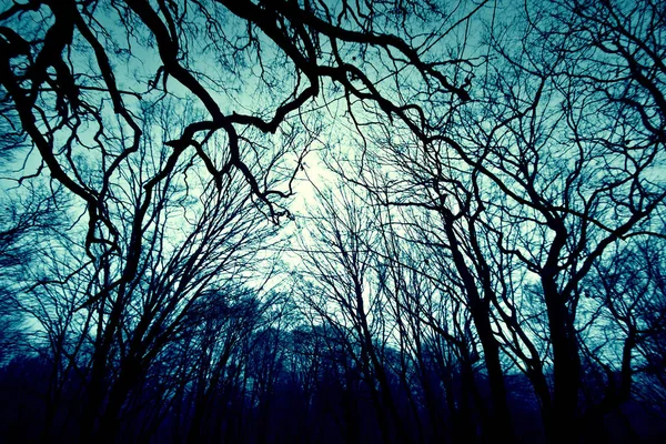 어두운 겨울 숲 배경. 로열티 프리 스톡 이미지