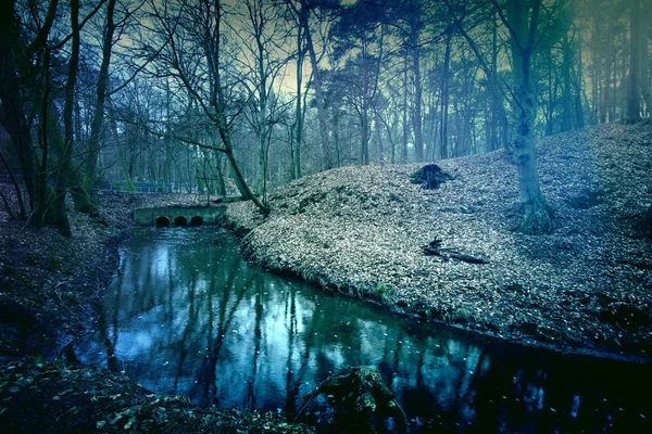 마법의 어둡고 신비로운 숲. — 스톡 사진