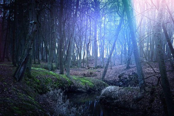 Magical floresta escura e misteriosa . — Fotografia de Stock