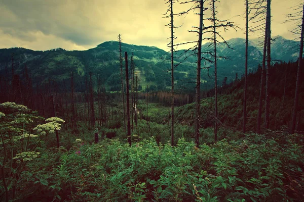 Skog i mountanis. — Stockfoto