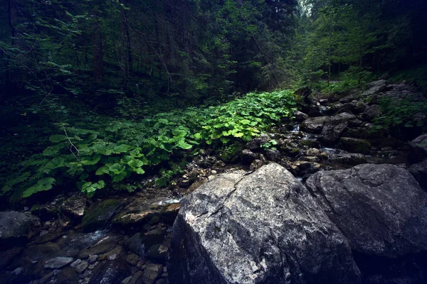 Dunkler Wald in den Bergen. — Stockfoto