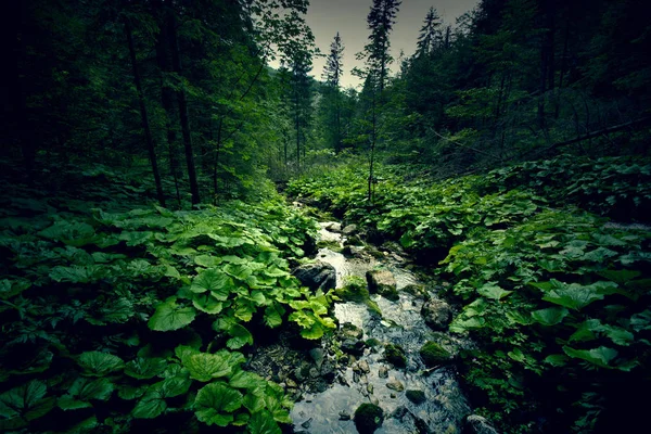 Dark green forest and river. — Stock Photo, Image