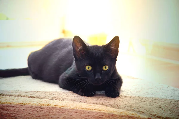 Bonito jovem preto gato . — Fotografia de Stock