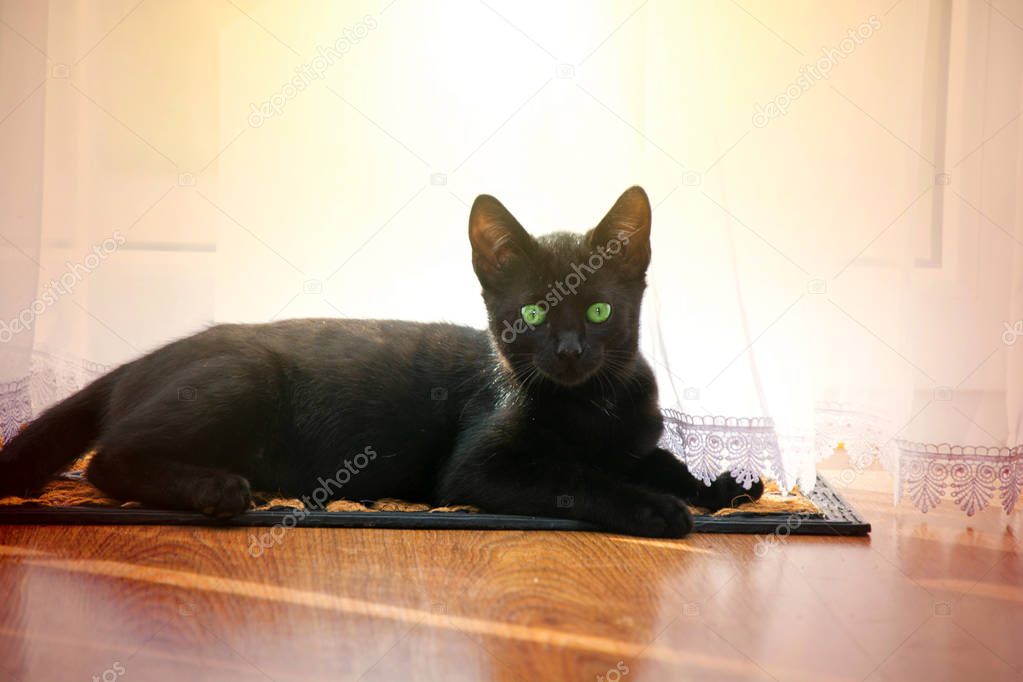 Cute young black cat.