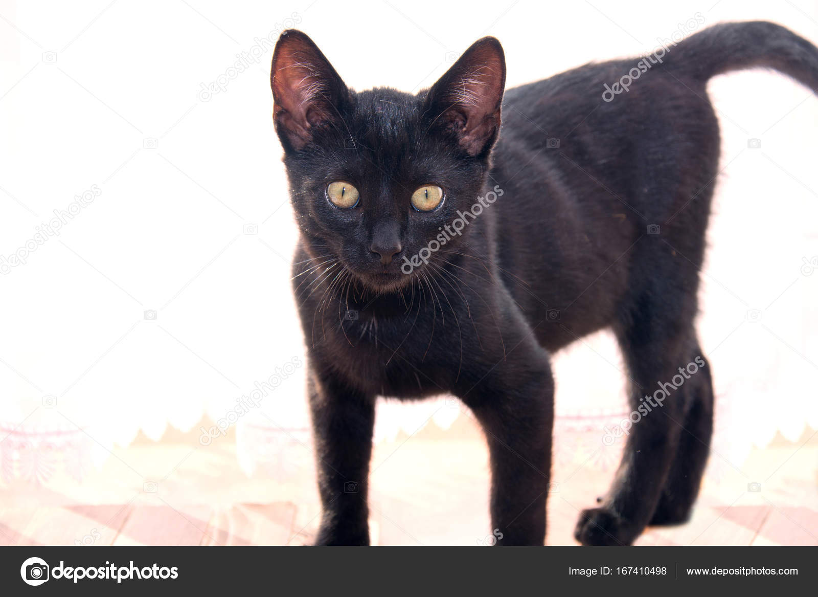 Mignon Jeune Chat Noir Image Libre De Droit Par Satariel C Mignon Jeune Chat Noir Image Libre De Droit Par Satariel C