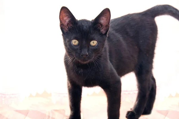 Bonito jovem preto gato . — Fotografia de Stock