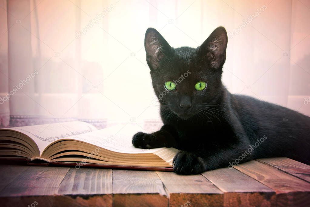 Open book and black cat on wooden table.