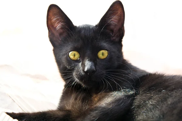 黒い猫の肖像画. — ストック写真