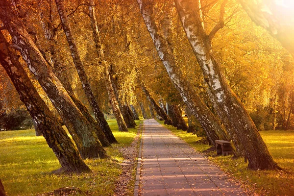 Autumn in the park. — Stock Photo, Image