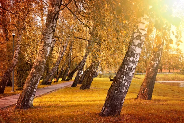 Autumn in the park. — Stock Photo, Image