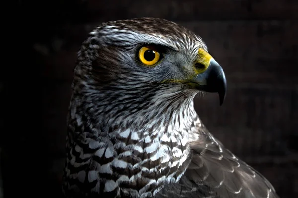 Hawk närbild. — Stockfoto