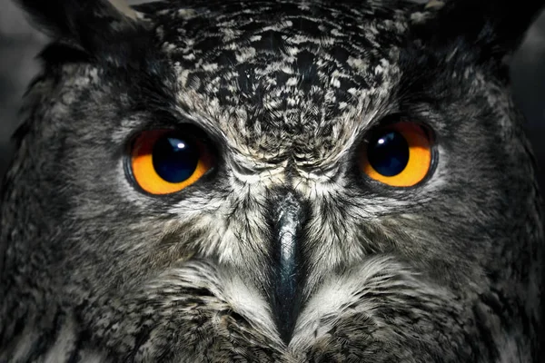 Owl close up. — Stok fotoğraf