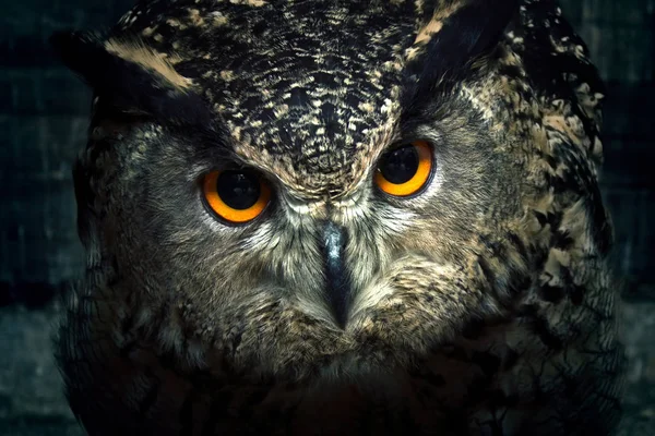 Owl close up.