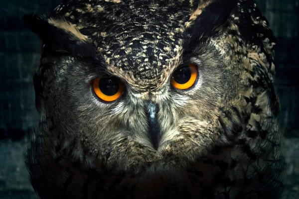 Owl close up. — Stockfoto