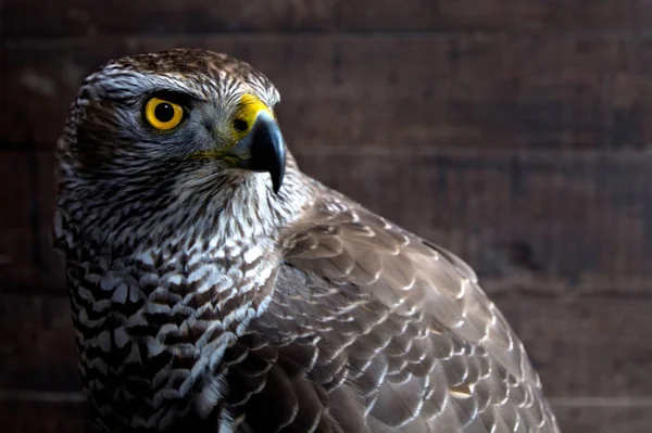 Hawk close-up. — Stockfoto